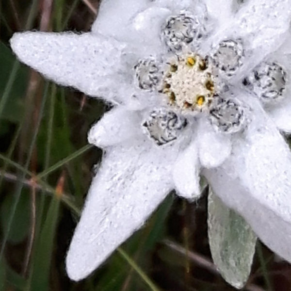 01_edelweiss 01_edelweiss