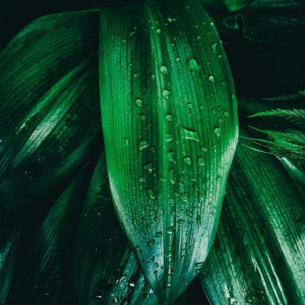 04_leaves 04_leaves